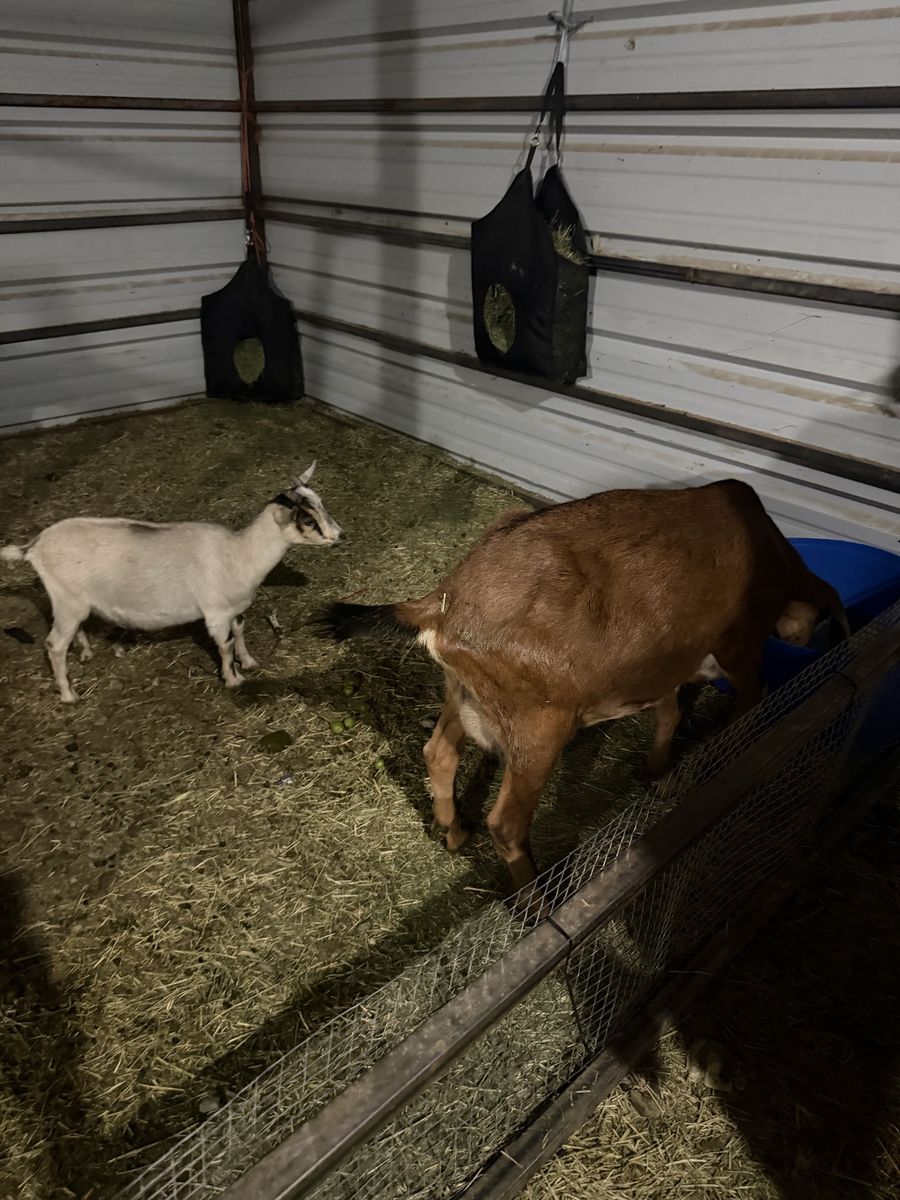 Goat