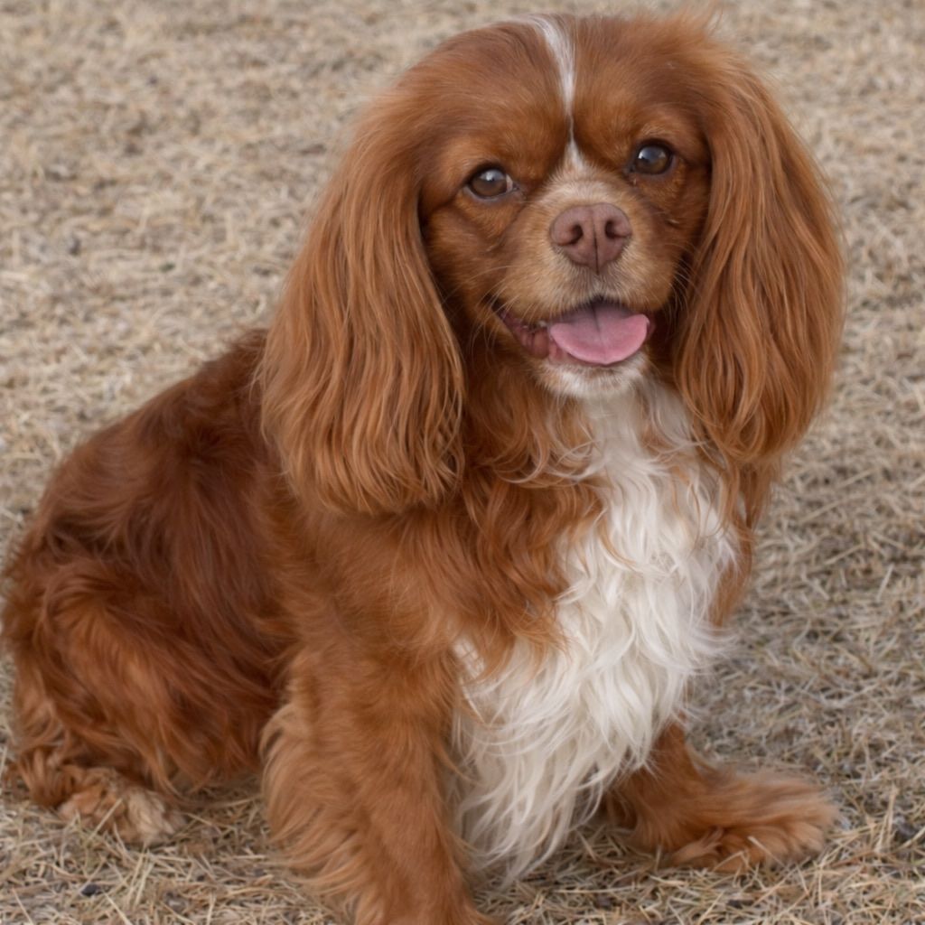 Male Chocolate Cavalier King Charles Spaniel for sale