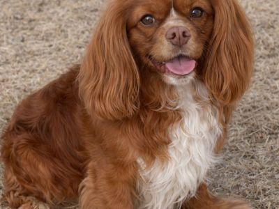 Male Chocolate Cavalier King Charles Spaniel for sale