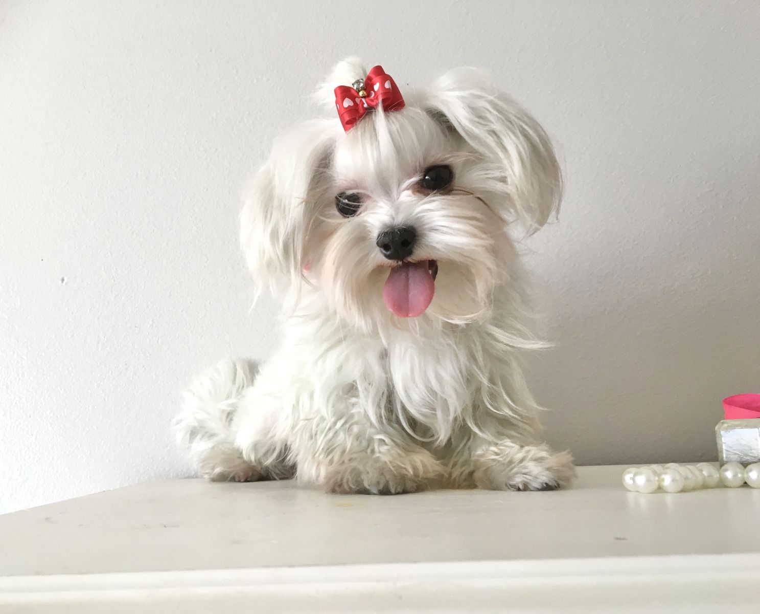 CKC - Maltese boy Champion lines * Stud Service Only *