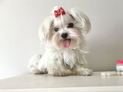 CKC - Maltese boy Champion lines * Stud Service Only *