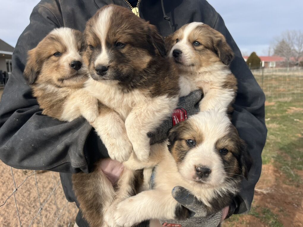 Great Pyrenees / Bernese Mountain Dog Puppies