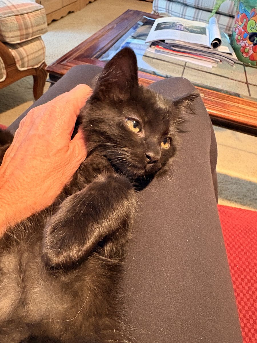 Two Fluffy Black Kittens Looking for Their Forever Home(s)