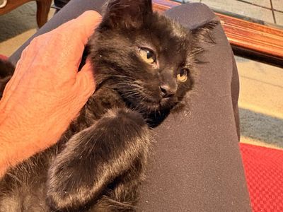 Two Fluffy Black Kittens Looking for Their Forever Home(s)