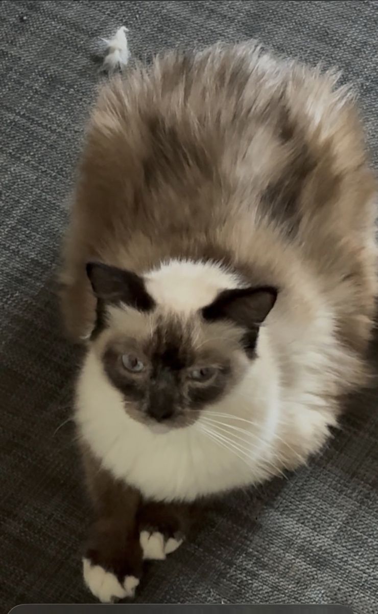 Free purebred ragdoll female cat
