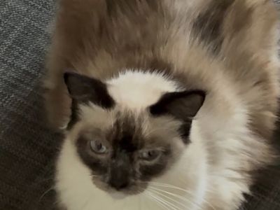 Free purebred ragdoll female cat