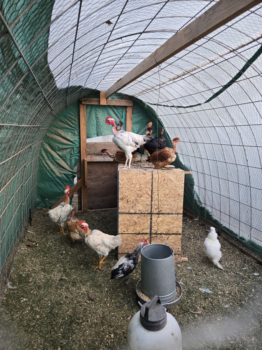 Naked Necked Chickens for sale