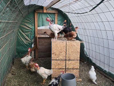 Naked Necked Chickens for sale