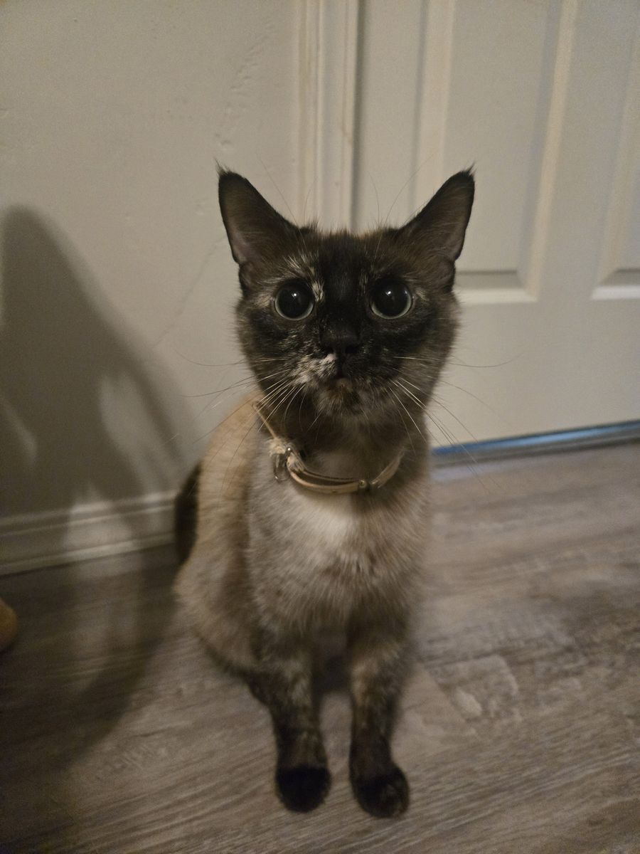 Looking for a home! Mama Cat and her Kittens.