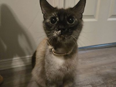 Looking for a home! Mama Cat and her Kittens.
