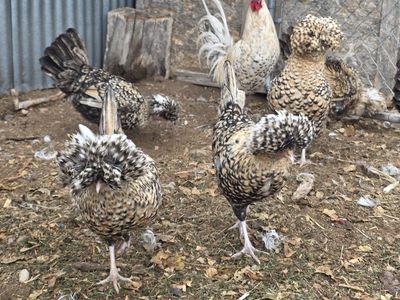 candy corn polish hatching eggs
