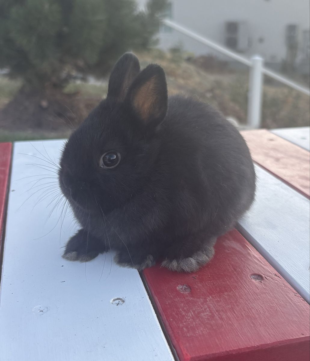 Adorable Black Dwarf Bunny - Small and Friendly Rabbit
