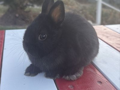 Adorable Black Dwarf Bunny - Small and Friendly Rabbit