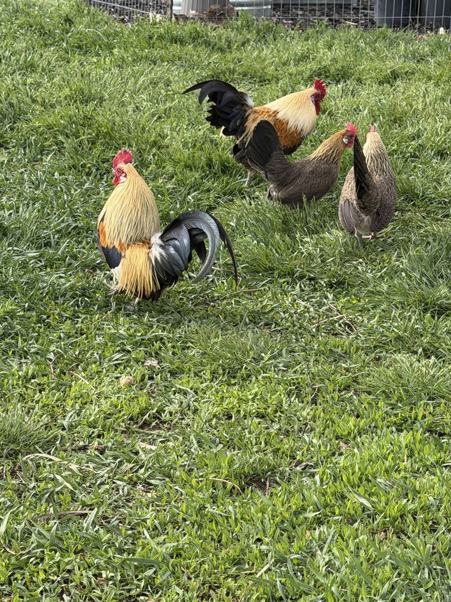 Bantam Chickens