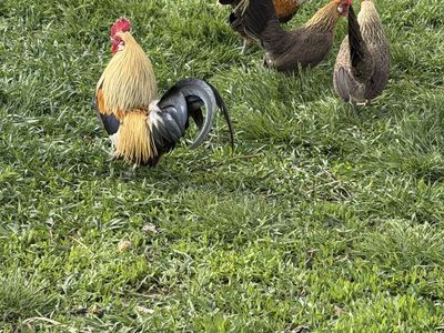 Bantam Chickens