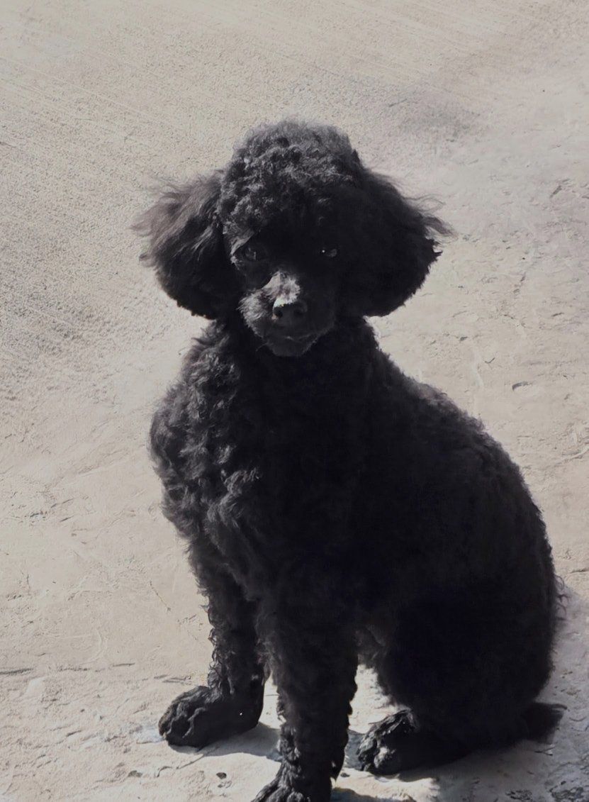 Poodle