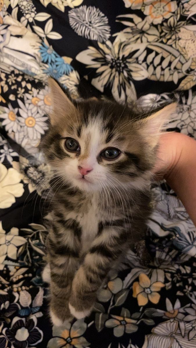 Adorable 7-Week-Old  Kittens 