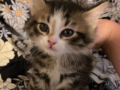 Adorable 7-Week-Old Kittens