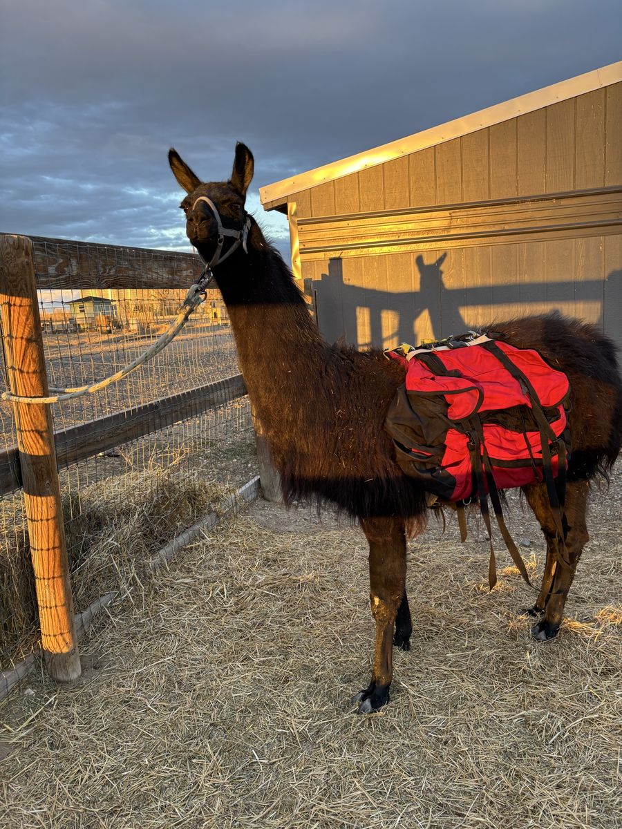 Pack Llama