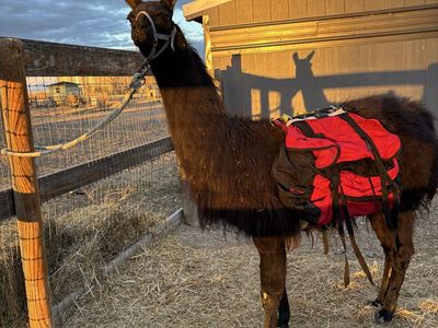 Pack Llama