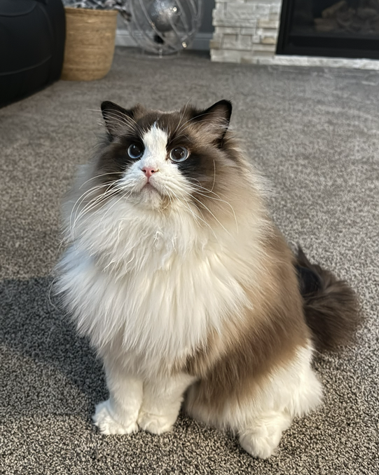 Purebred Ragdoll Cat