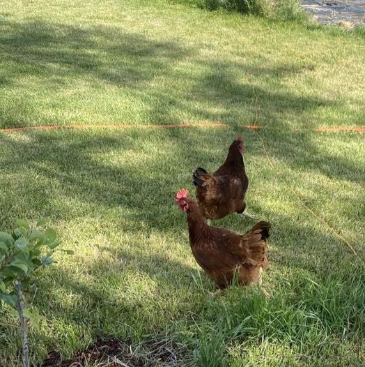 Young Rhode Island Red laying hens