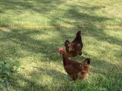 Young Rhode Island Red laying hens