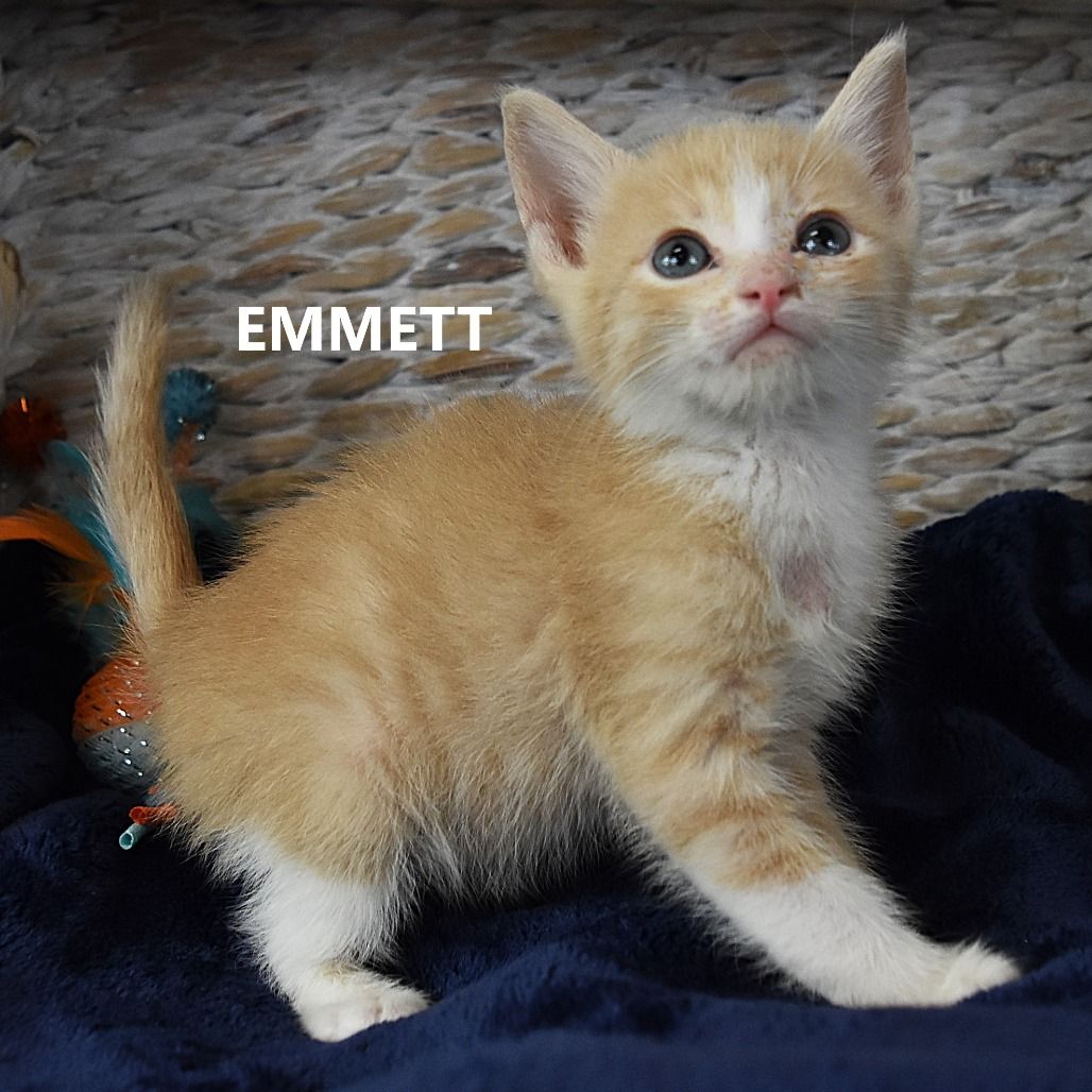 Hello my name is Emmett