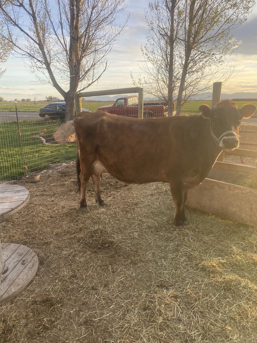 Perfect first time milk cow