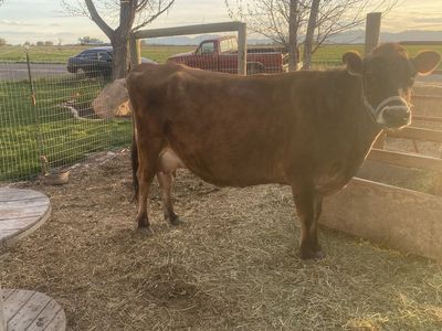 Perfect first time milk cow