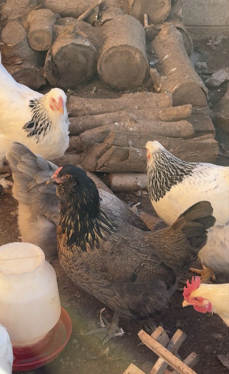 13 Laying Hens: Green, Blue, Brown & White Egg Layers - Approx. 1 Year Old