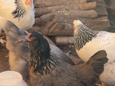 13 Laying Hens: Green, Blue, Brown & White Egg Layers - Approx. 1 Year Old
