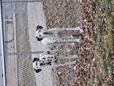 male and female Dalmatian