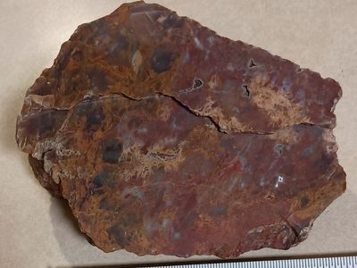 Petrified wood