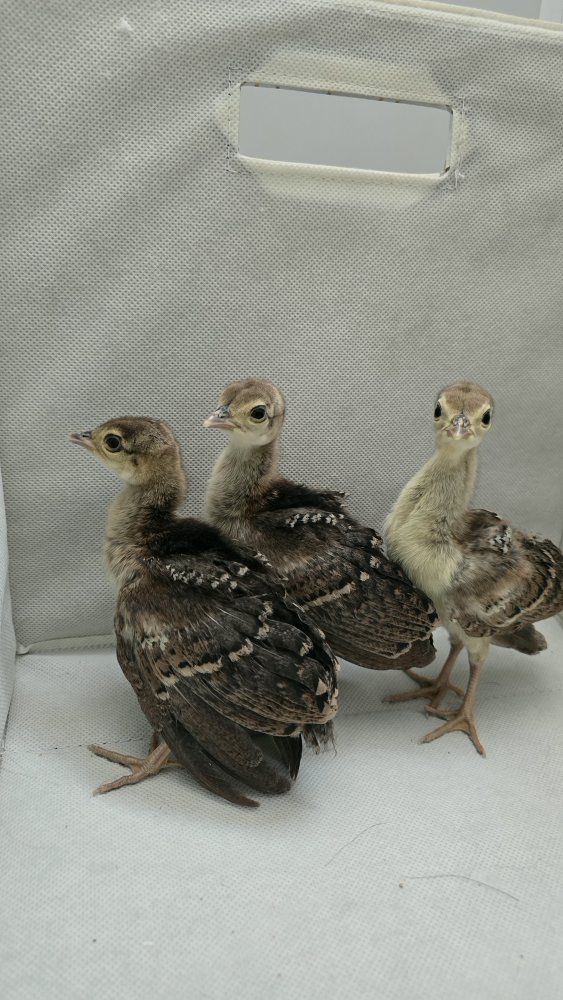 3 peachicks