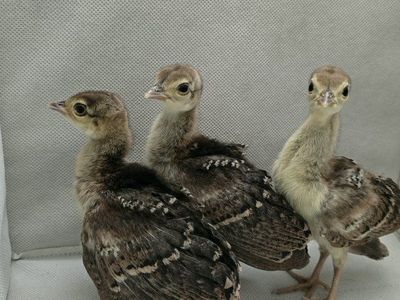 3 peachicks