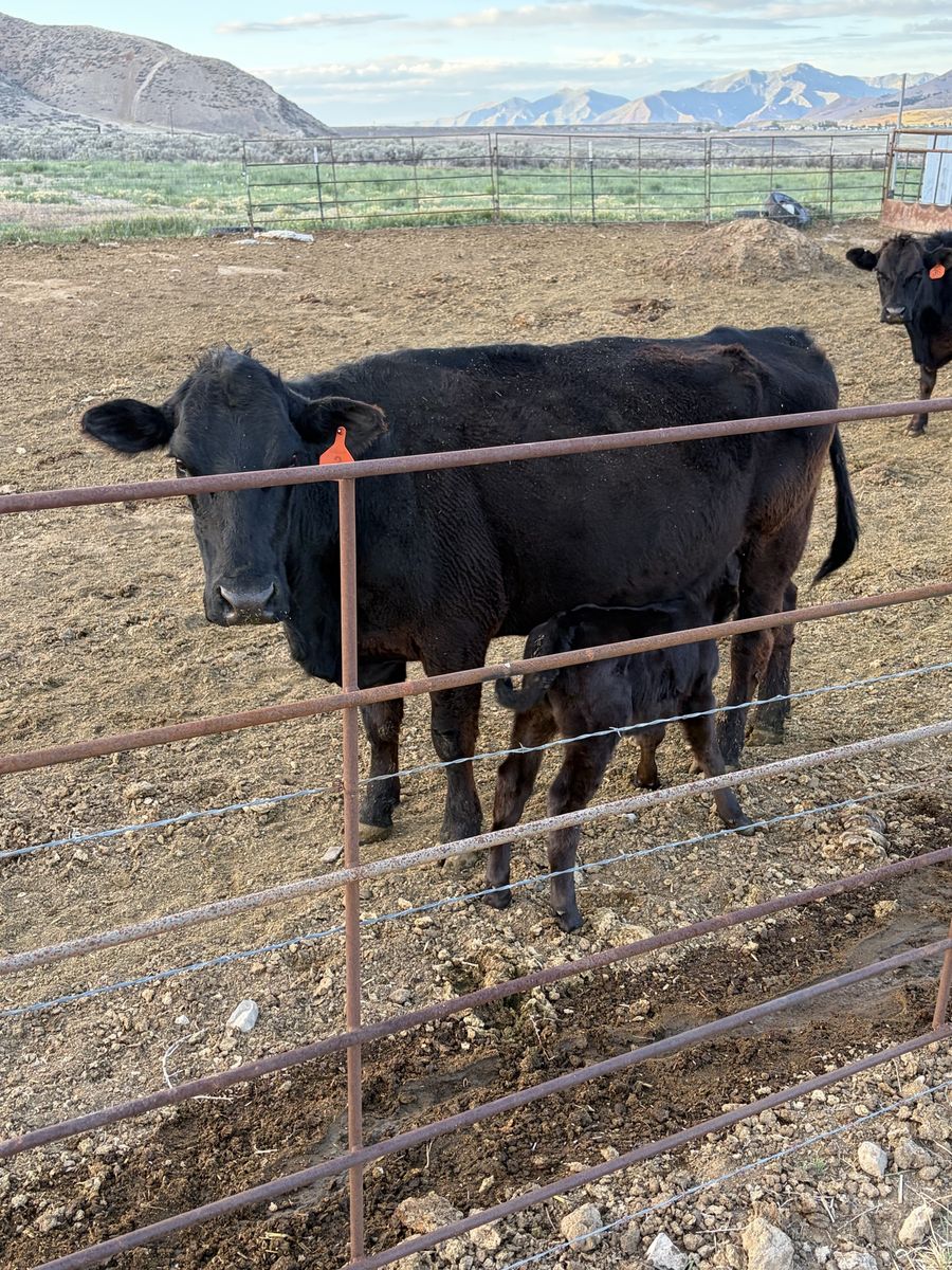 Older angus cow and calf