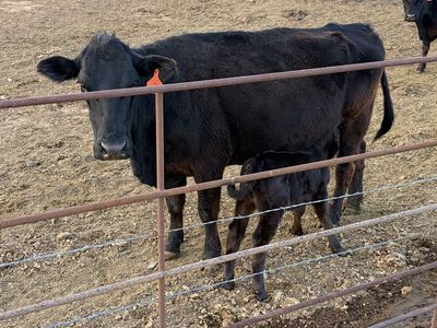 Older angus cow and calf