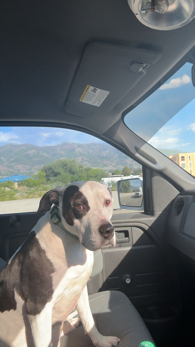 4 year old pit bull