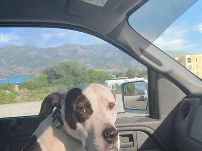 4 year old pit bull