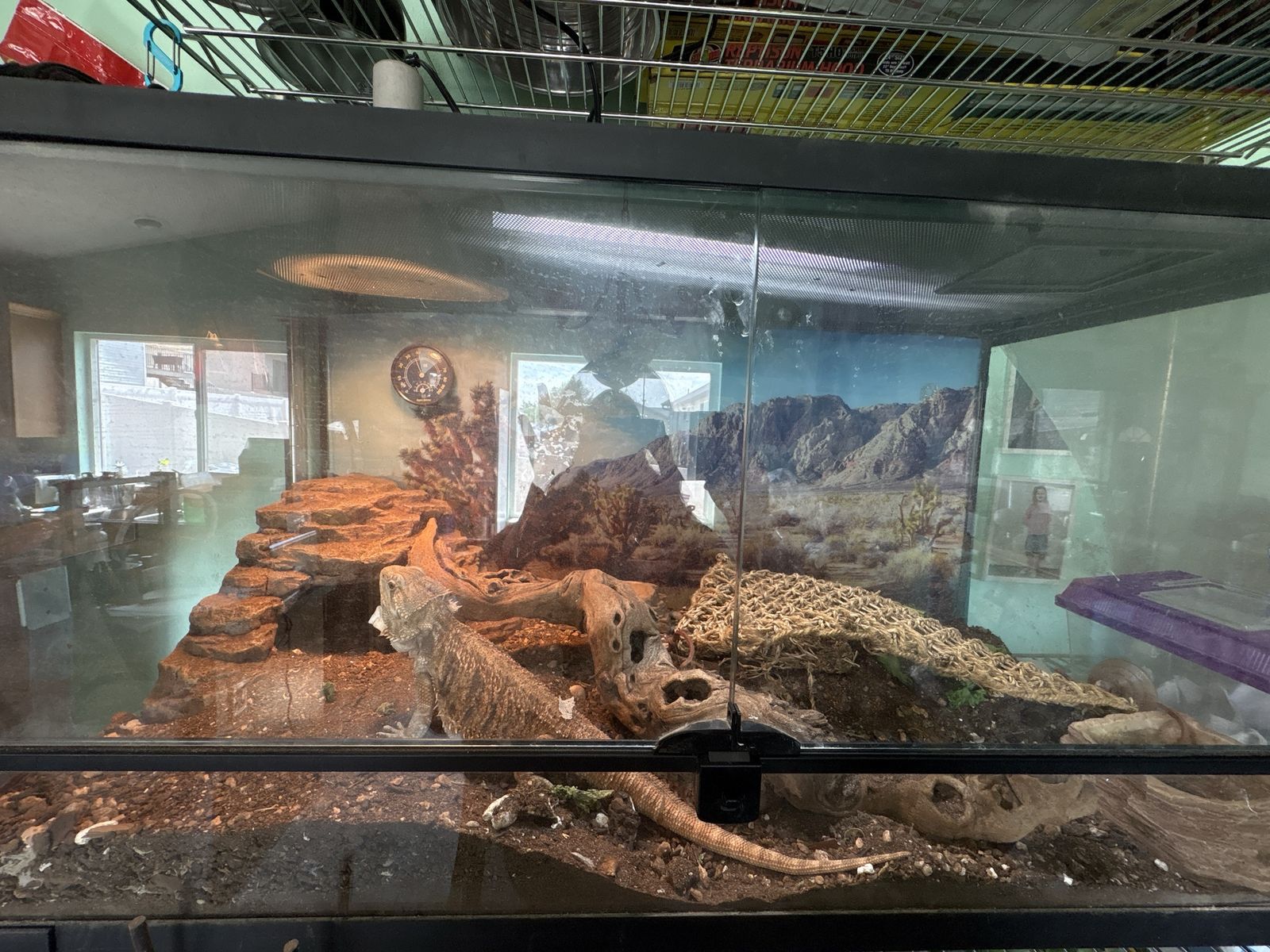 Pet Bearded Dragon with Terrarium Enclosure and Setup Accessories