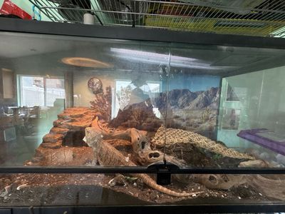 Pet Bearded Dragon with Terrarium Enclosure and Setup Accessories