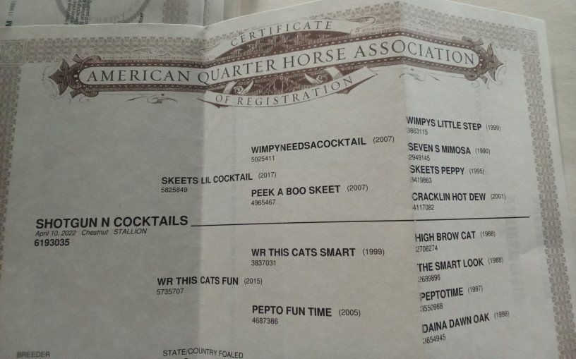 4 yr old Aqha Gelding