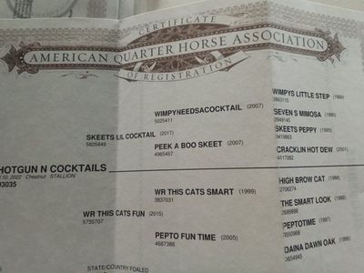 4 yr old Aqha Gelding