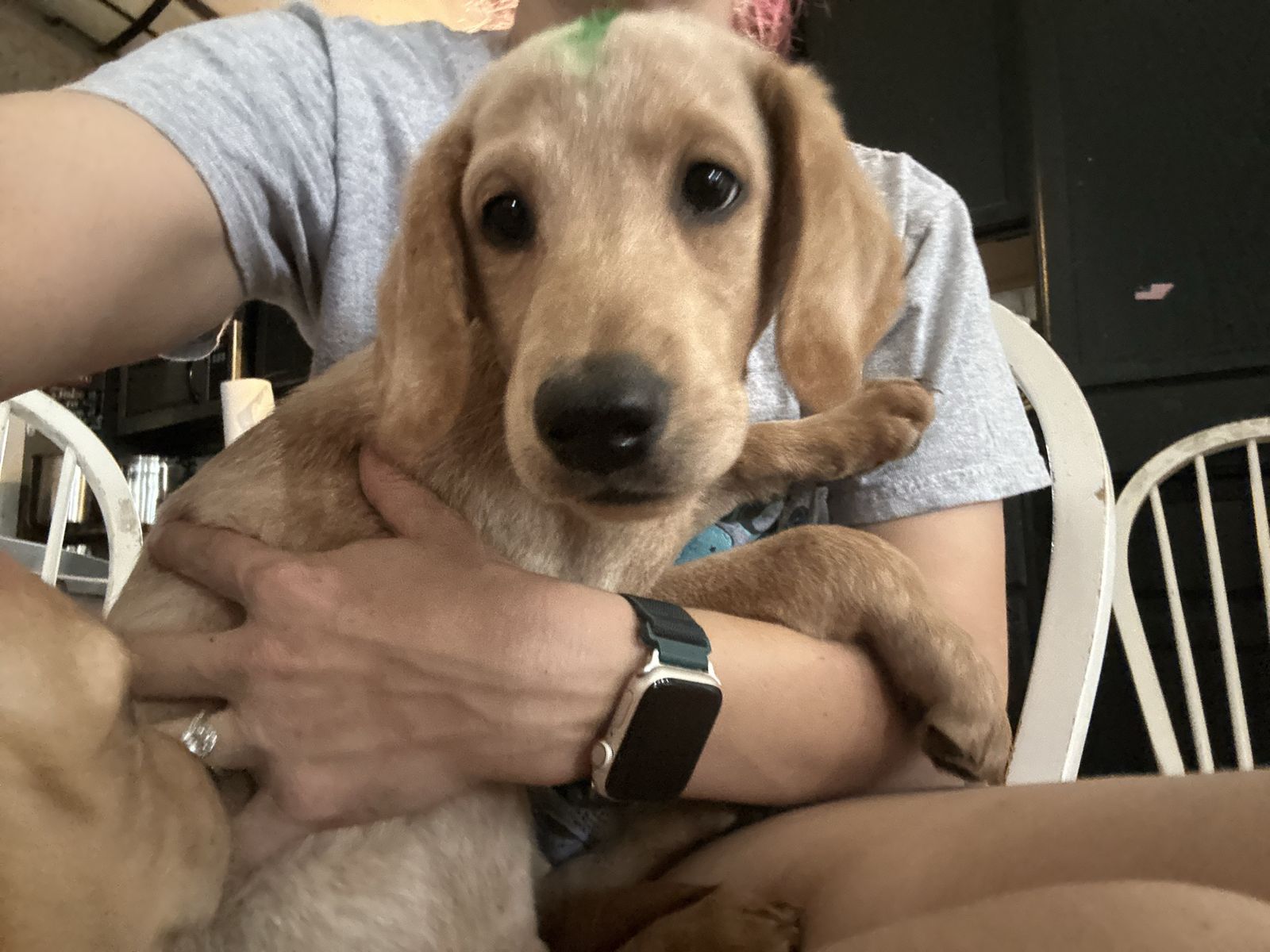 Golden Retriever Mix Puppies