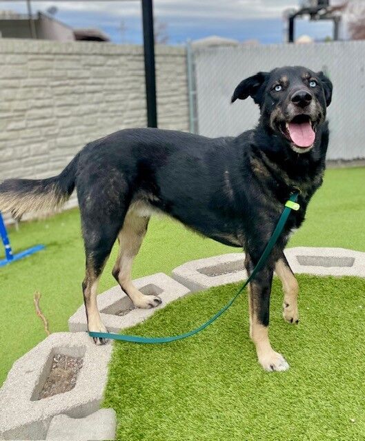 A158967 Yuki is Available for Adoption!