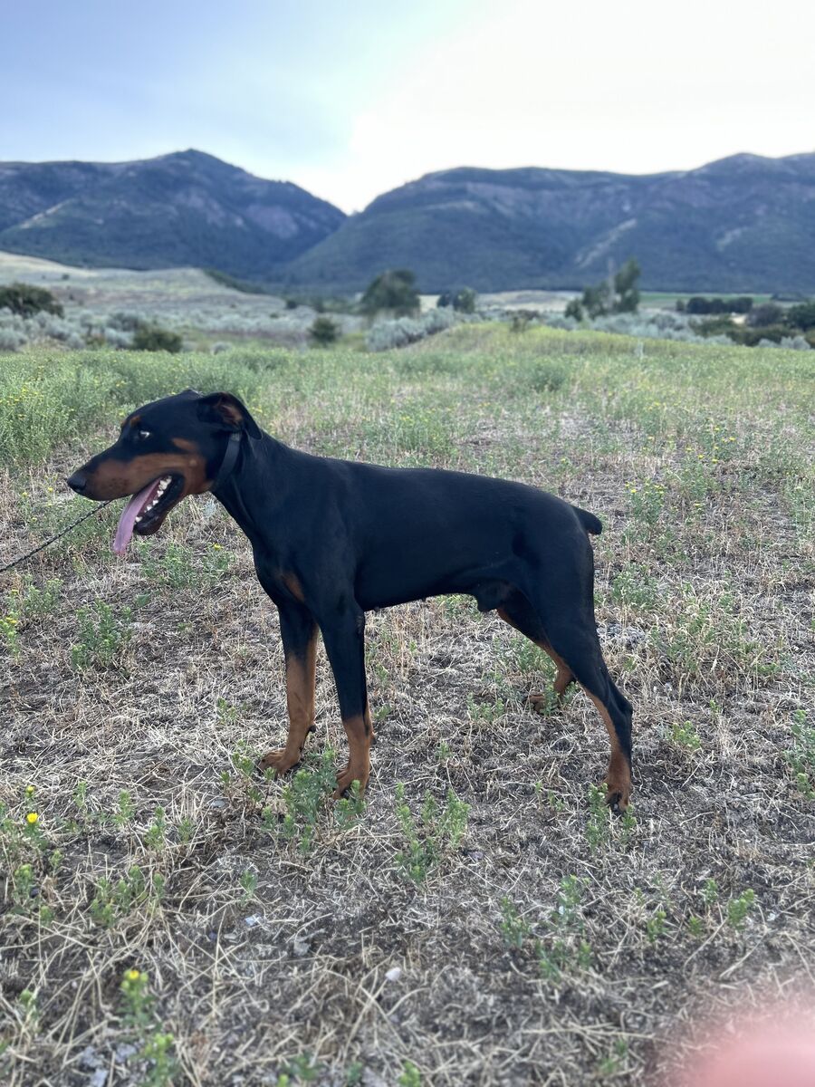 European Doberman Stud