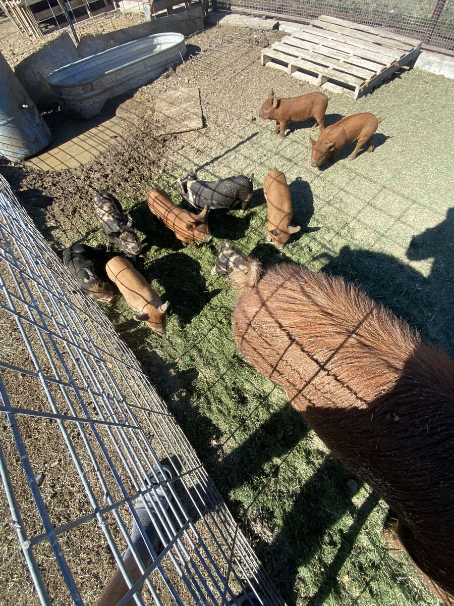 IPP Piglets