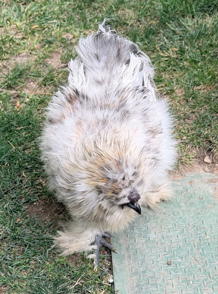 Free silkie roosters