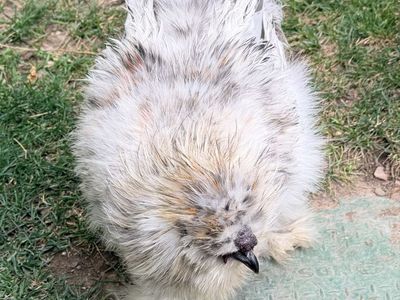 Free silkie roosters